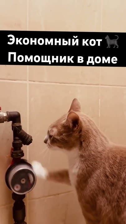 Экономный кот - YouTube