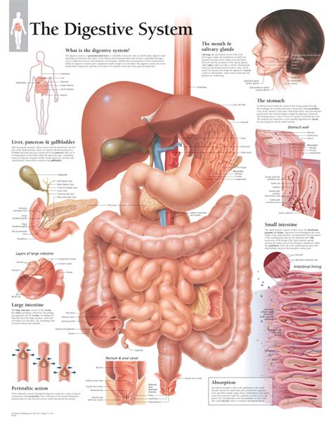 digestive system labeled model