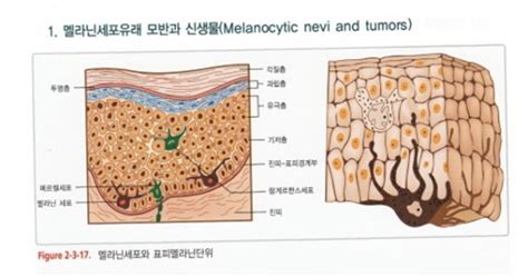 멜라닌 세포 : 네이버 블로그