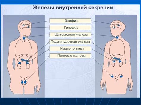 Анатомия и физиология человека - презентация онлайн
