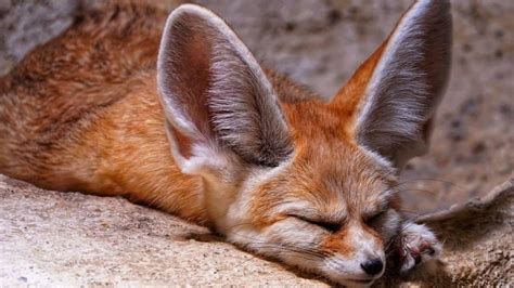 fennec fox  worlds cutest desert survivor goodness exchange