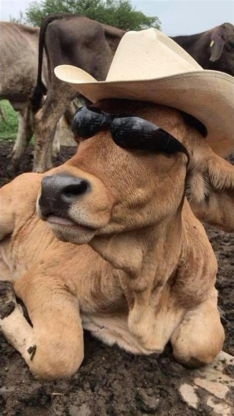 Cow picture cattles cow pet portraits from photos pet aesthetic cute ...