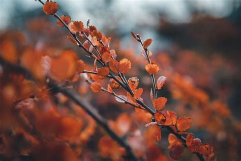 Hiking In Finland & Exploring The Beauty Of Ruska - Grain and Fern Journal