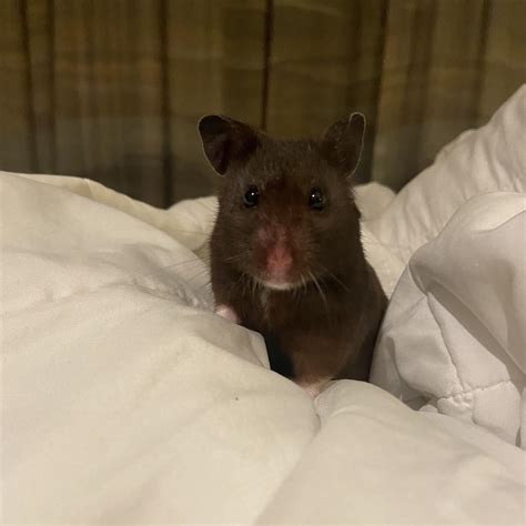 can hamster itching without vet 4