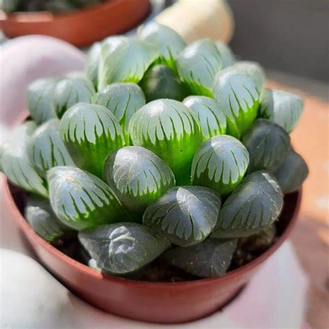 alien egg succulent unveiling  enigmatic beauty  haworthia cooperi