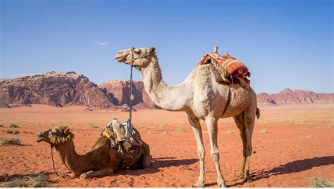 Camels - WOAH Middle-East