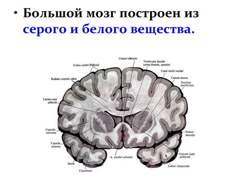 Конечный мозг - презентация онлайн