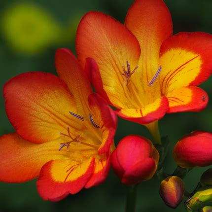Фрезия: посадка и уход в открытом грунте и домашних условиях - Flowers.ua