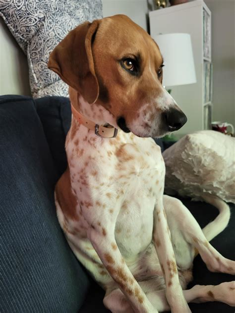 Red Tick Hound Beagle Mix