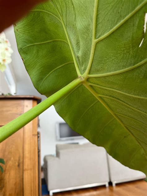 Spider mites? : r/houseplants