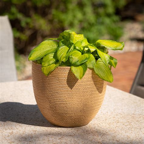 Seagrass Weave Textured Pots | Dayz Connect