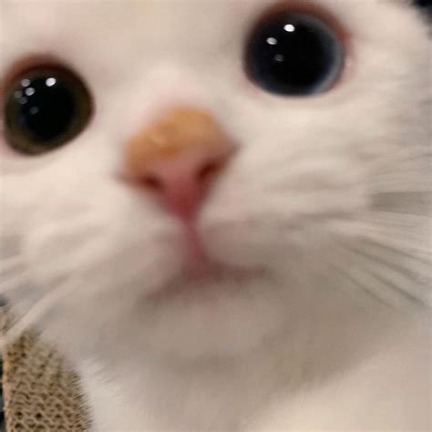 79+ Aesthetic Cat Profile Picture Meme