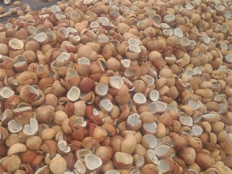 dry coconut  kg khopra  chennai id