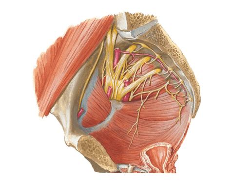 Pelvic Neurovasculature Quiz