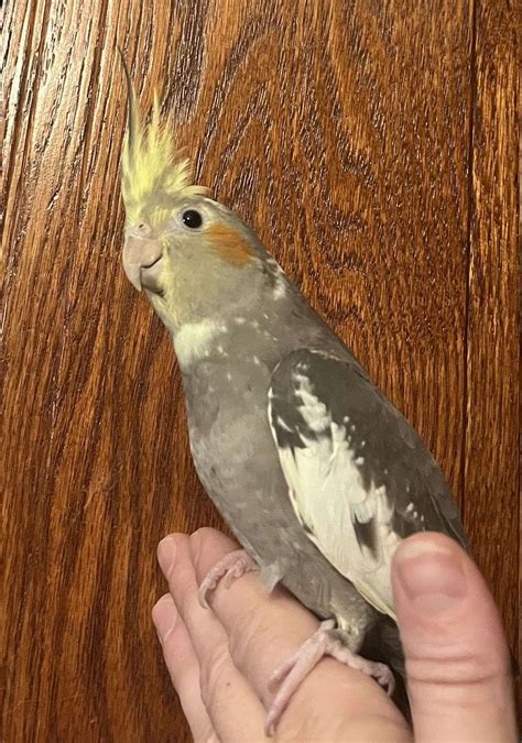 what happens if cockatiel breathing fast cheap 2