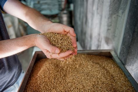 Ingredient Spotlight: Malted Barley - Winning Beers