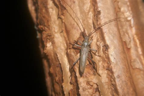 Genus Distenia · iNaturalist