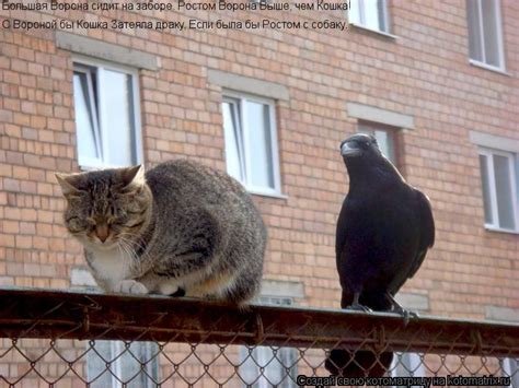 Кот Ворона Фото — Картинки фотографии
