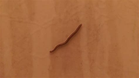 One Inch Worms With Many Legs Top 5 Worms In Houseplants: What You