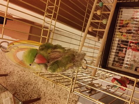 ways to parrot losing weight cheap 1