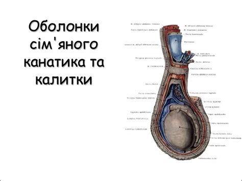 Будова та розвиток чоловічих і жіночих статевих органів - презентация ...