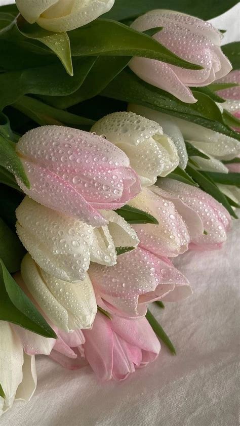 Pin de teresa franco en Fondos 📱 | Flores bonitas, Flores tulipanes ...