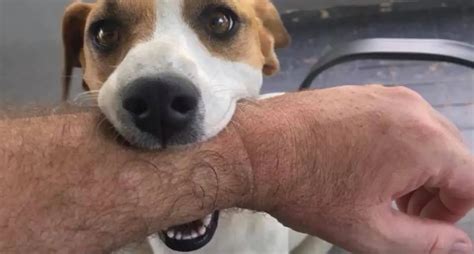 how to keep your dog from biting people