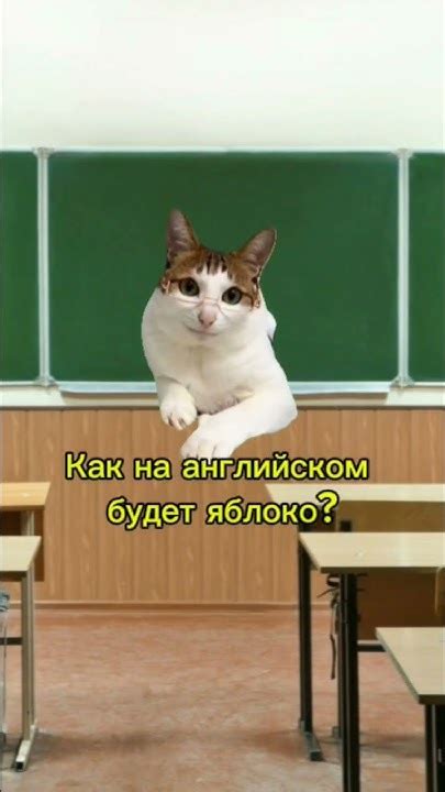 Пов: урок Английского. #кот#мем#юмор#анимации#cat#котик#надеюсьРЕК ...