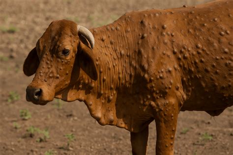 foot  mouth disease  cattle animals farming