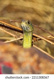Malpolon Insignitus Snake Portrait Stock Photo 2211308367 | Shutterstock