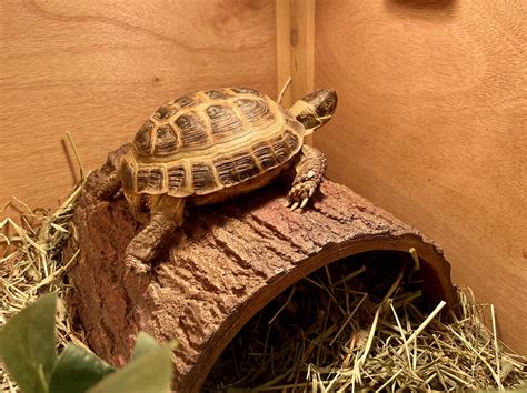 Sunning himself with eyes closed : r/RussianTortoises