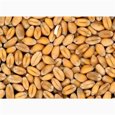 Купим пшеницу всех классов, Черкасская обл — Agro-Ukraine