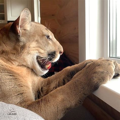 I_am_puma on Instagram: “🥰 ️…”