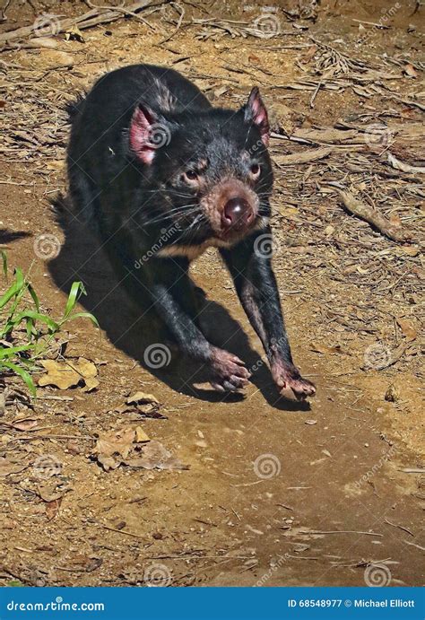 Tazmanian Devil stock image. Image of endurance, carnivoreous - 68548977