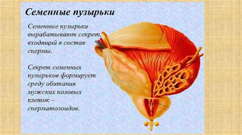 Репродуктивная система мужчины - презентация онлайн