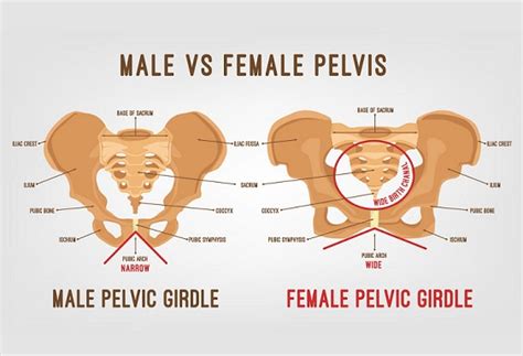 differences  male pelvis  female pelvis  science notes