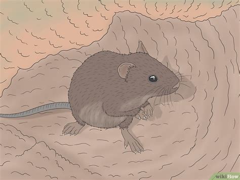 Field Mouse vs. House Mouse: 10 Major Differences