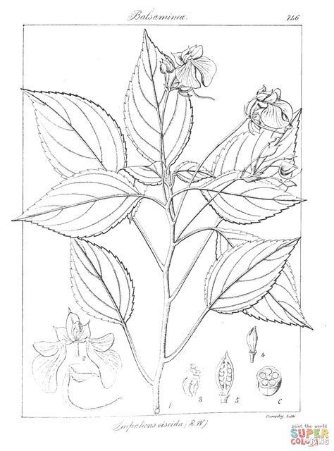 Impatiens Viscida coloring page | Free Printable Coloring Pages