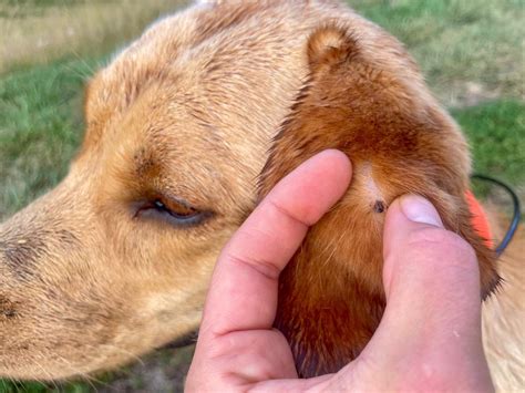 how to remove tick head from dog