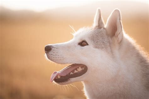 White Siberian Husky - Appearance | Temperament | Exercise