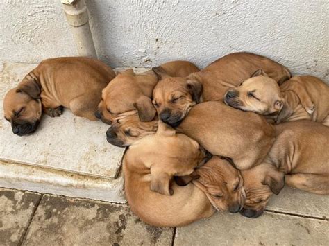 Boerboel Pitbull mix Puppies for sale in Windhoek - Dogs - Kalahari ...