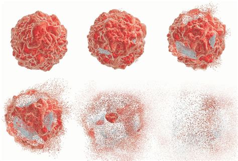 insights  cell death  inspire disease treatments stanford