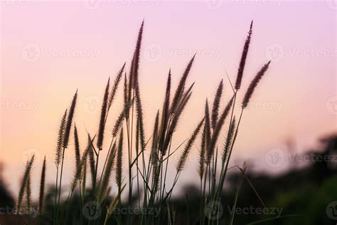 hairy fountain grass flowers in sunset 10259389 Stock Photo at Vecteezy