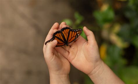 UNLOCKING POTENTIAL: THE METAMORPHOSIS OF EARLY CHILDHOOD DEVELOPMENT