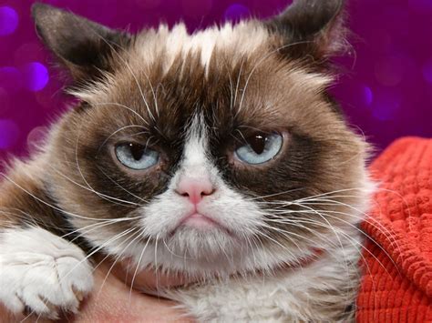 grumpy cat  beautiful
