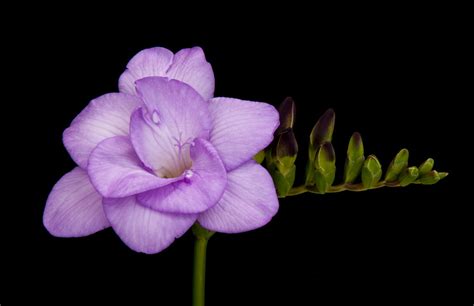 New Freesia releases Spring 2017 - Penning Freesia