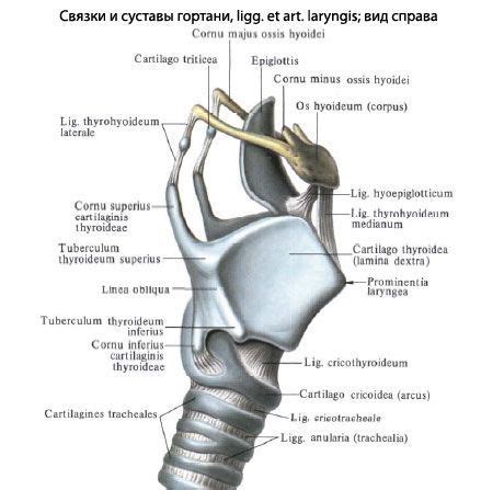 Хиоидна кост: нормална анатомия, структура, функция