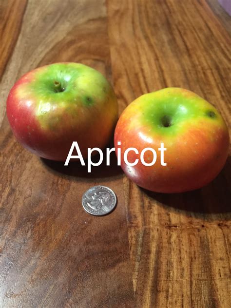 apricot flavored apple general fruit growing growing fruit