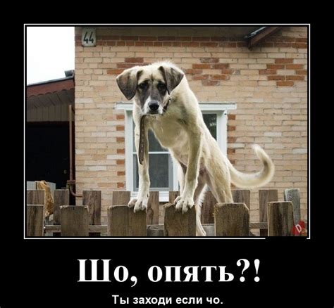 Шо, опять? - прикольные картинки (35+ фото) • Бесплатные картинки
