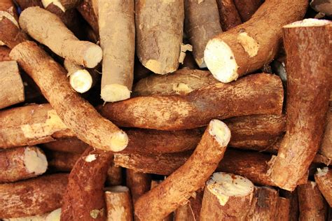Cassava: The Superfood You Didn't Know You Needed! - Digi Study Lab.in ...